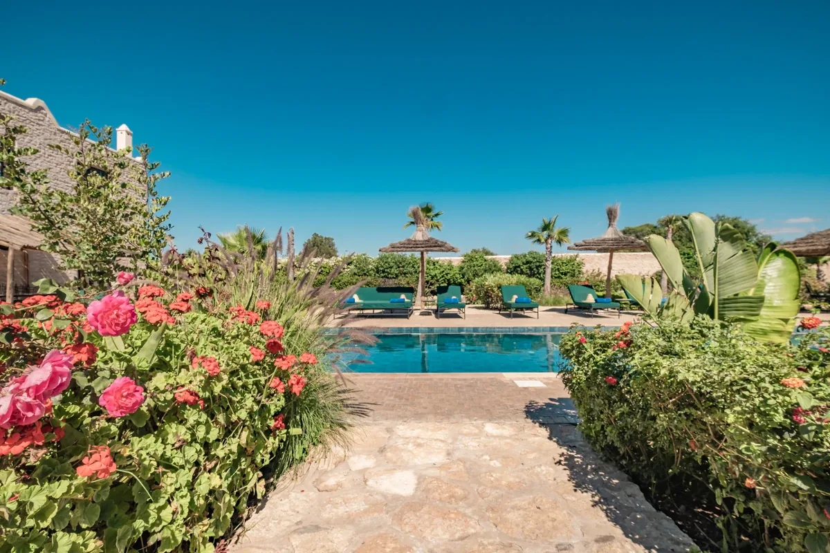 Massif de bougainvilliers roses en fleurs au premier plan, piscine et transats en arrière-plan